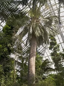 Trees and Shrubs Gallery: The Temperate House