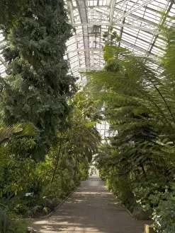 Trees in the landscape Gallery: The Temperate House