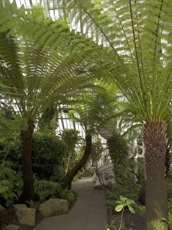 Trees in the landscape Gallery: The Temperate House