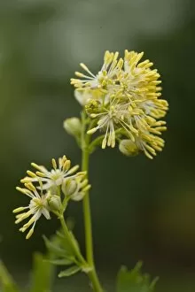 Ranunculaceae Collection: Thalictrum flavum