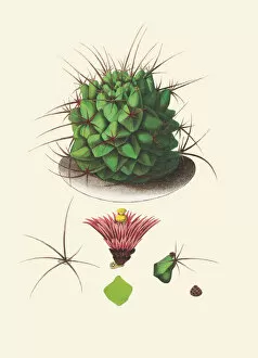 Cacti and Succulents Collection: Thelocactus buekii, 1853