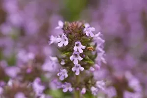 Purple Flower Gallery: Thymus serpyllum