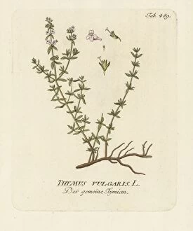 Watercolors Collection: Thymus vulgaris, 1792