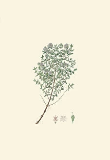 Green Collection: Thymus vulgaris, 1800-1819