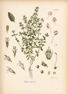 Köhlers Medicinal Plants Collection: Thymus vulgaris, thyme