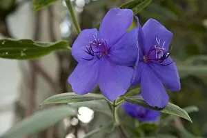 Flowering Plant Collection: Tibouchina Urvilleana