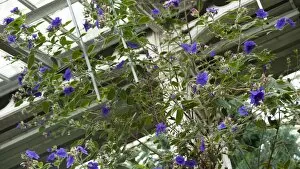 Flowering Plant Collection: Tibouchina urvilleana, Glory Bush