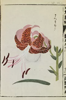 Images Dated 31st October 2017: Tiger lily (Lilium tigrinum), woodblock print and manuscript on paper, 1828