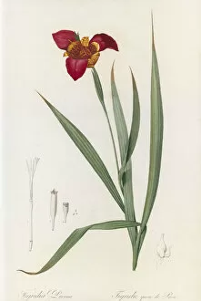 Red Flower Gallery: Tigridia pavonia, 1802-1816