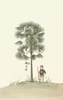 Botanical Illustration Gallery: Trachycarpus fortunei, ca 1850