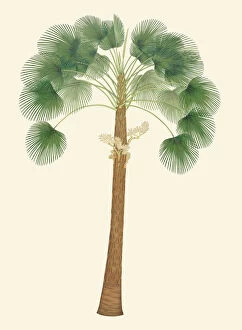 Trachycarpus martianus, c. 1825
