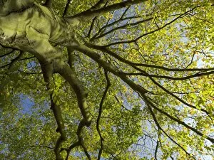 Arboretum Gallery: tree canopy