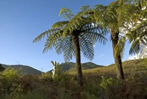Conservation Collection: tree ferns