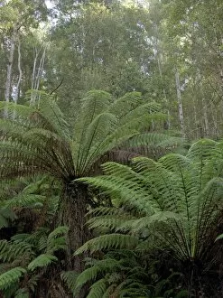 Images Dated 26th April 2005: Tree Ferns, Tasmania