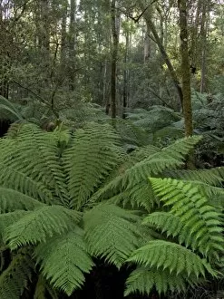 003984lt Collection: Tree Ferns, Tasmania