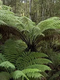 Ferns & mosses Collection: Tree Ferns, Tasmania