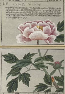 Manuscript Collection: Tree peony (Paeonia suffruticosa), woodblock print and manuscript on paper, 1828