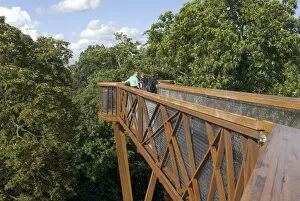 Contemporary Collection: Tree Top Walkway