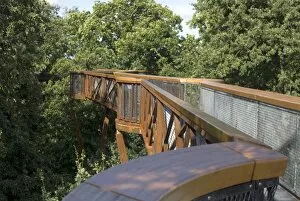 Contemporary Collection: Tree Top Walkway