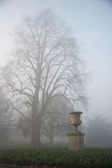 Misty Gallery: Trees in the landscape
