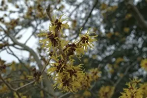 Witch Hazel Gallery: Trees and Shrubs