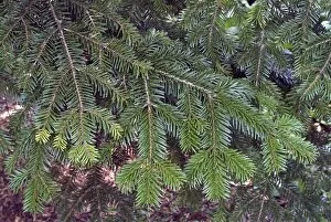 Trees and Shrubs Collection: Trees and Shrubs