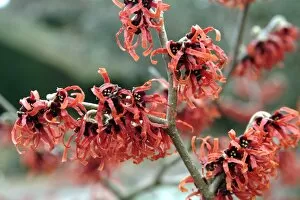Close-ups Gallery: Trees and Shrubs