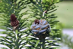 Pinaceae Gallery: Trees and Shrubs, Close ups, 040723 Abies koreana 004