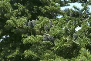 Abies Collection: Trees and Shrubs, Close ups, 040723 Abies koreana 005