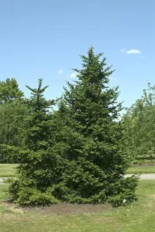 Trees in the landscape Gallery: Trees and Shrubs, Trees in the landscape, 040723 Abies koreana 006