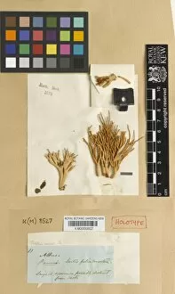 Herbarium Fungi Gallery: Tremellodendron ocreatum (Berk.) P. Roberts