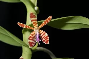 Orchidaceae Collection: Trichoglottis smithii