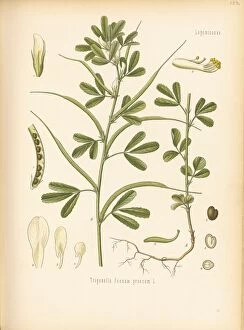 Köhlers Medicinal Plants Collection: Trigonella foenum-graecum, 1887