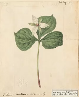 Curtiss Botanical Magazine Collection: Trillium erectum, ca. 1807
