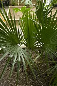 Endangered plants Gallery: Trithrinax brasiliensis