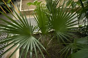 Palm Gallery: Trithrinax brasiliensis