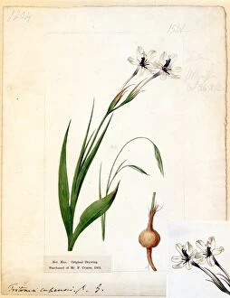 Iridaceae Gallery: Tritonia capensis Ker Gawl. (┼Æ.) minor Ker Gawl. ( Lesser Trump