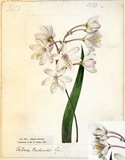 Botanical Art Gallery: Tritonia rochensis Ker Gawl. ( Bending-flowered Tritonia )