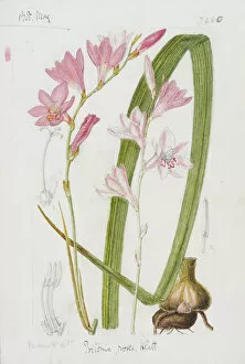 Bulbs Collection: Tritonia rosea, 1893