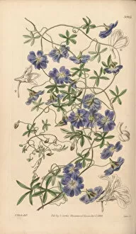 Botanical Illustration Gallery: Tropaeolum azureum, 1843
