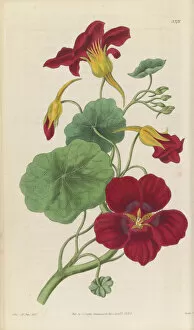 Hand Coloured Gallery: Tropaeolum majus var. atrosanguineum, 1838