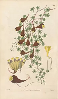Hooker Gallery: Tropaeolum tricolor, 1832