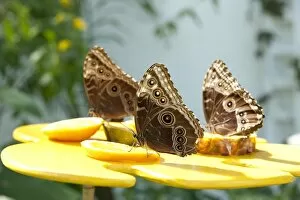 Wildlife Collection: Tropical butterflies at Kew