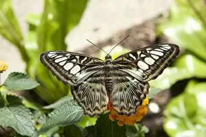 Wildlife Collection: Tropical butterflies at Kew