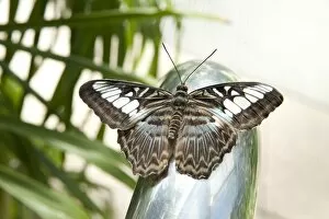 Princess Of Wales Conservatory Collection: Tropical butterfly