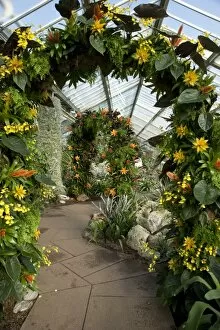 Glasshouses Collection: Tropical Extravaganza