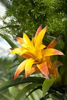 Princess Of Wales Conservatory Gallery: Tropical Extravaganza