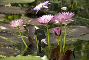 Nymphaea Collection: Tropical plants