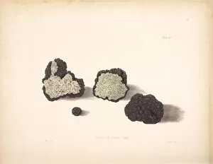Mushroom Gallery: Tuber melanosporum, 1847-1855