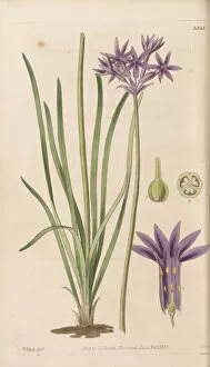 Hand Coloured Gallery: Tulbaghia violacea, 1837